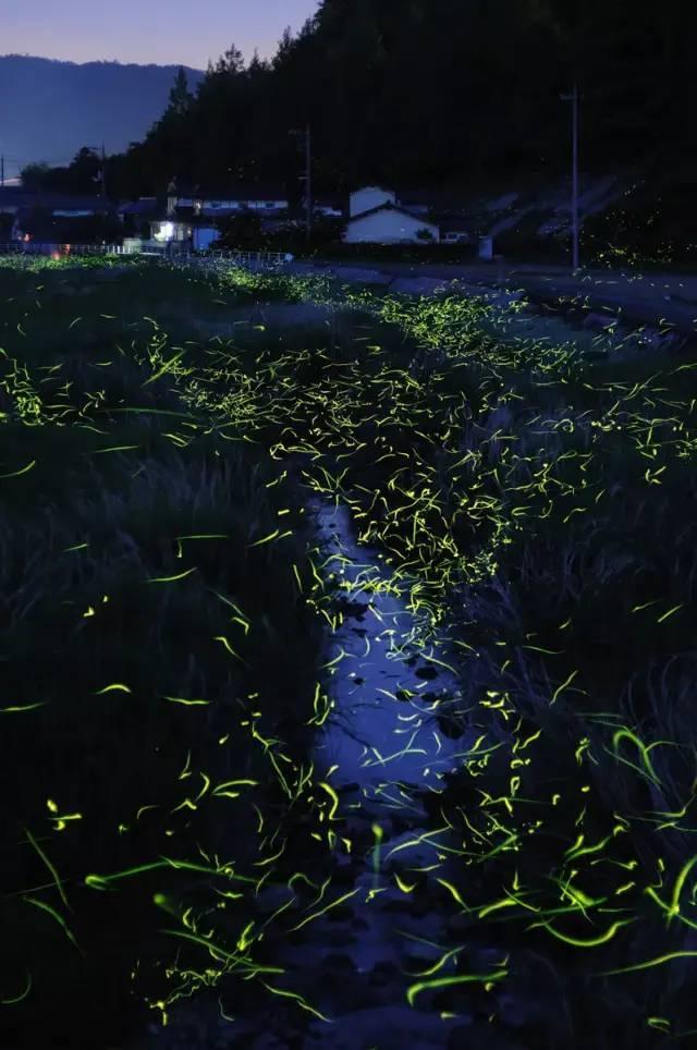 黄瓜切法